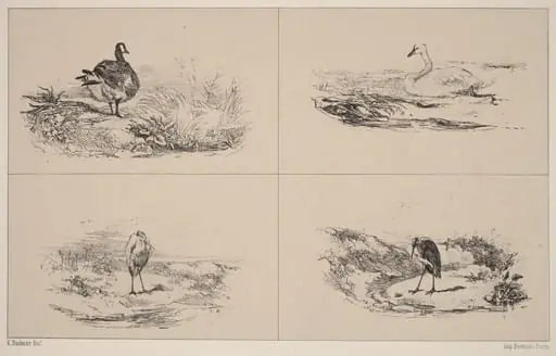 Oies, Cygnes, herons, by Karl Bodmer
