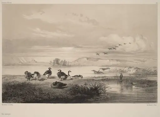 Oies sauvages, by Karl Bodmer
