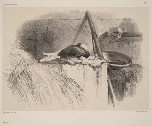 Pigeon, by Karl Bodmer