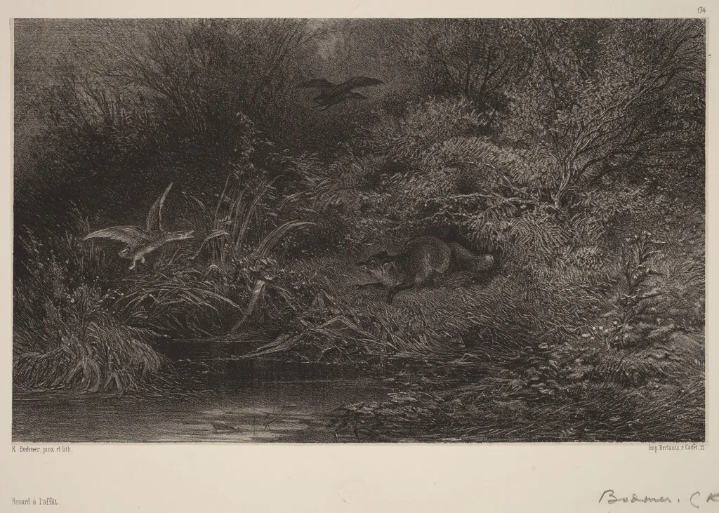 Renard à l'affût, by Karl Bodmer, ink, 1851