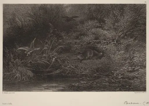 Renard à l'affût, by Karl Bodmer