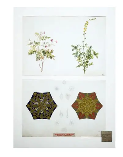 Botanical drawing, by Kate Greenaway