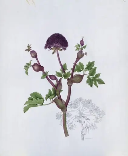Angelica Gigus