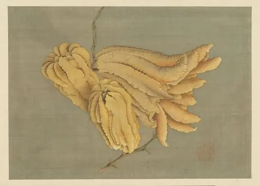 仏手柑図|Buddha’s Hand Citron (Busshukan), by Katsushika Hokusai