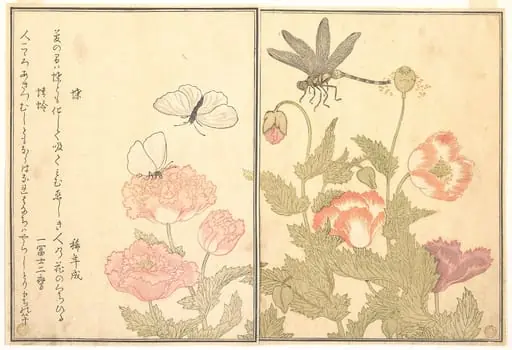 『画本虫撰』   「蝶」「蜻蛉」|Butterfly (Chō); Dragonfly (Kagerō or Tonbo), from the Picture Book of Crawling Creatures (Ehon mushi erami)