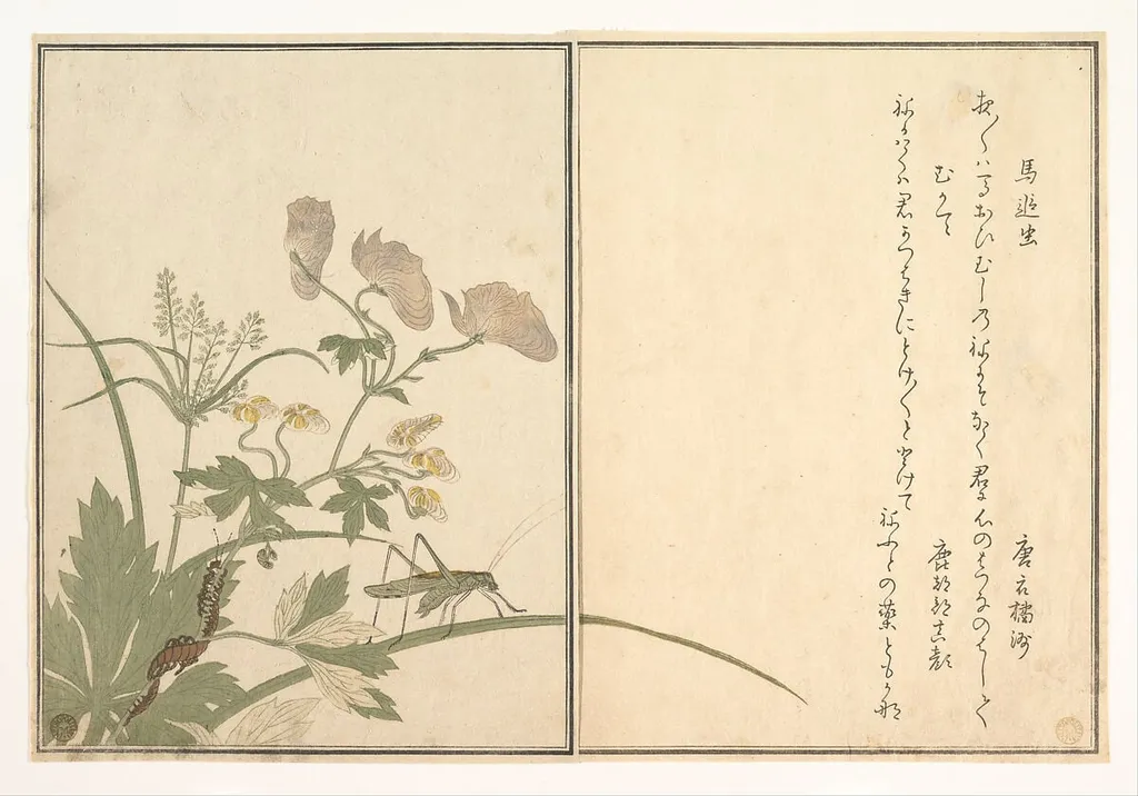 『画本虫撰』 「馬追虫」「むかて」|Katydid (Umaoi-mushi); Centipede, (Mukade), from the Picture Book of Crawling Creatures (Ehon mushi erami), by Kitagawa Utamaro, ink, 1788