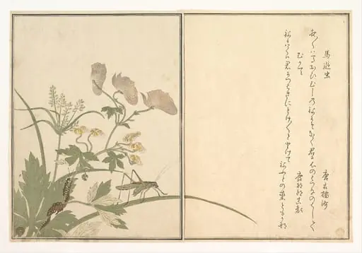 『画本虫撰』   「馬追虫」「むかて」|Katydid (Umaoi-mushi); Centipede, (Mukade), from the Picture Book of Crawling Creatures (Ehon mushi erami)