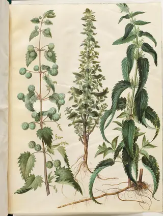 Kksgb2950/65 Urtica pilulifera (romersk nælde); Urtica urens (liden nælde); Urtica dioica (stor nælde)