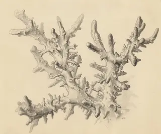 Part of the human anatomy