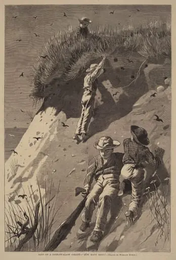 Raid on a Sand-Swallow Colony - "How Many Eggs?", by Lagarde
