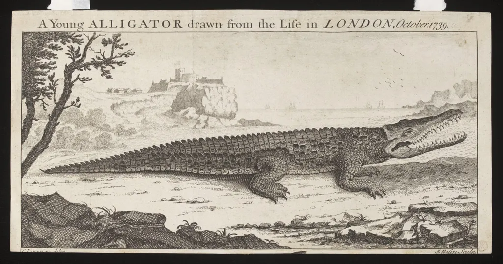 A Young ALLIGATOR drawn from the Life in LONDON, October. 1739., by Lampriere, C., 1739