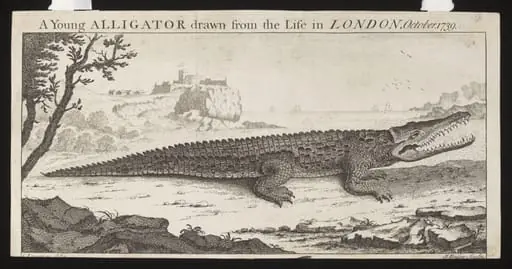 A Young ALLIGATOR drawn from the Life in LONDON, October. 1739., by Lampriere, C.