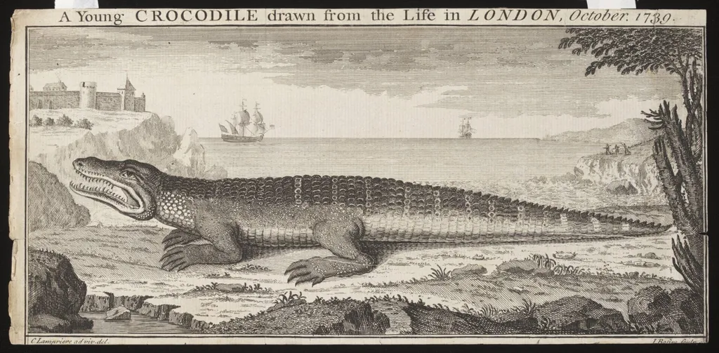 A Young CROCODILE drawn from the Life in LONDON, October. 1739., by Lampriere, C., 1739