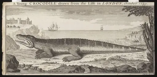 A Young CROCODILE drawn from the Life in LONDON, October. 1739., by Lampriere, C.