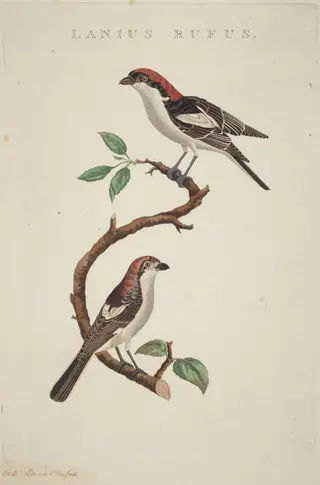 Lanius rufus