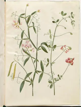 Lathyrus sylvestris (skov-fladbælg); Lathyrus tuberosus (knold-fladbælg), 1654