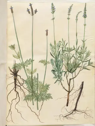 Lavandula multifida (aks-lavendel); Lavandula angustifolia (ægte lavendel), 1654