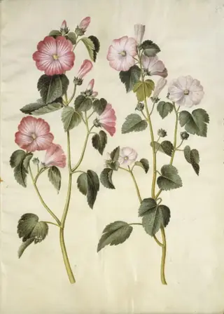 Lavatera trimestris (mamelukærme), 1654