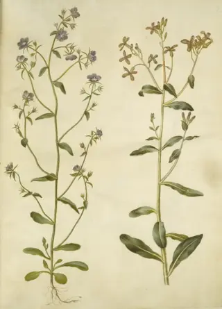 Legousia speculum-veneris (ægte venusspejl); Hesperis tristis (natviol)
