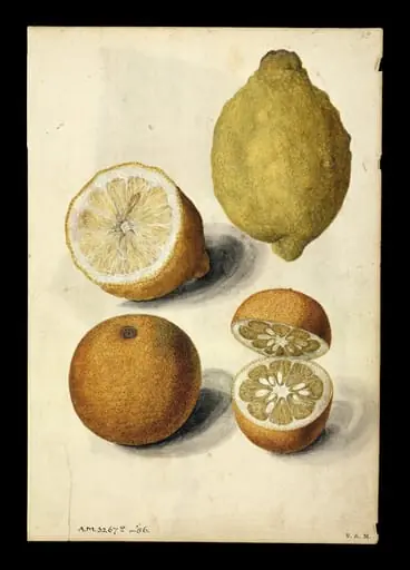 Lemon and orange; Mulberry branch