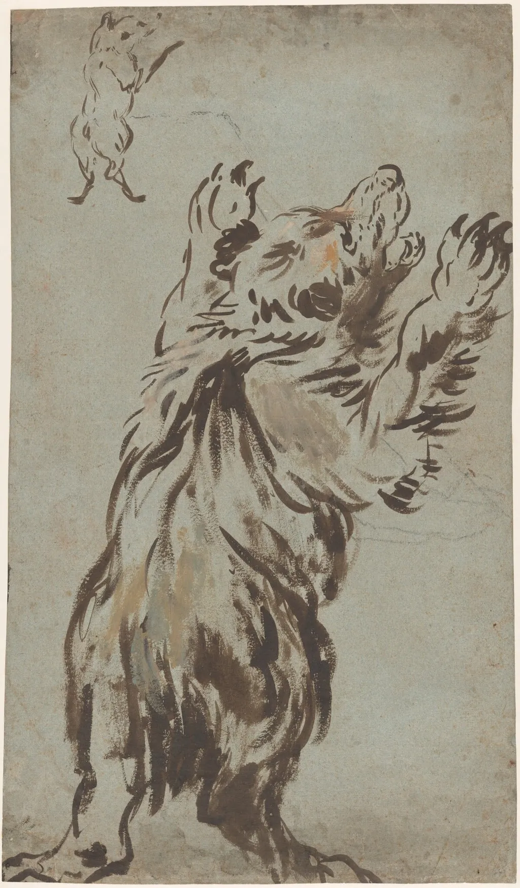 Studies of a Bear, by Leonard Bramer, chalk, 1624