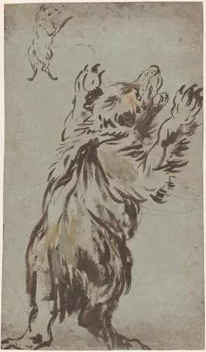 Studies of a Bear, by Leonard Bramer