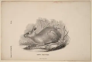 Lepus Palustris
