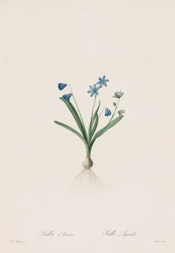 Les Liliacées:  Scilla amaena