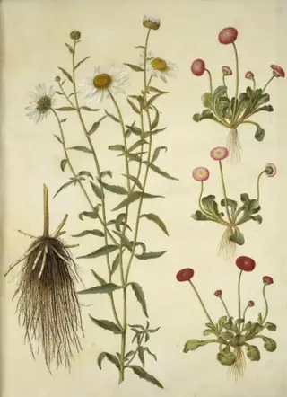 Leucanthemum vulgare (hvid okseøje); Bellis perennis (almindelig tusindfryd), 1654