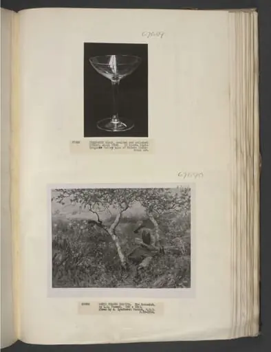 The Botanist, by Lexden Lewis Pocock