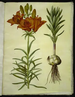 Lilium bulbiferum (brand-lilje), 1654