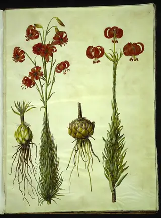Lilium chalcedonicum (rød turbanlilje)