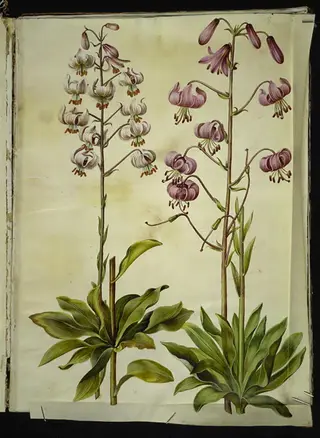 Lilium martagon (krans-lilje)
