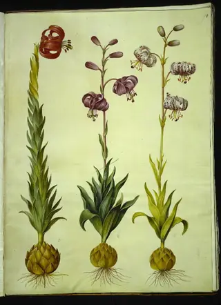 Lilium pomponium (pompon-lilje); Lilium martagon (krans-lilje)