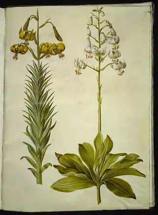 Lilium pyrenaicum (pyrenæisk lilje); Lilium martagon (krans-lilje), 1654