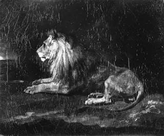 Lion in Repose