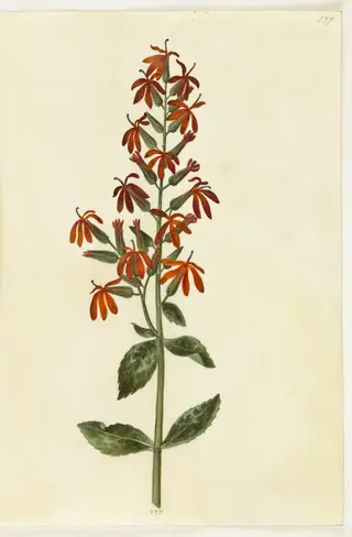 Lobelia cardinalis (kardinal-lobelie)