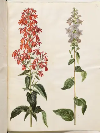 Lobelia cardinalis (kardinal-lobelie); Campanula latifolia (bredbladet klokke), 1654
