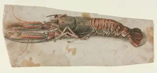 Lobster (recto)