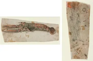 Lobster (recto) Sketch of an Armoured Male Figure (verso)