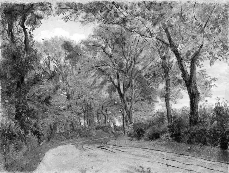 Winding Lane in a Wood