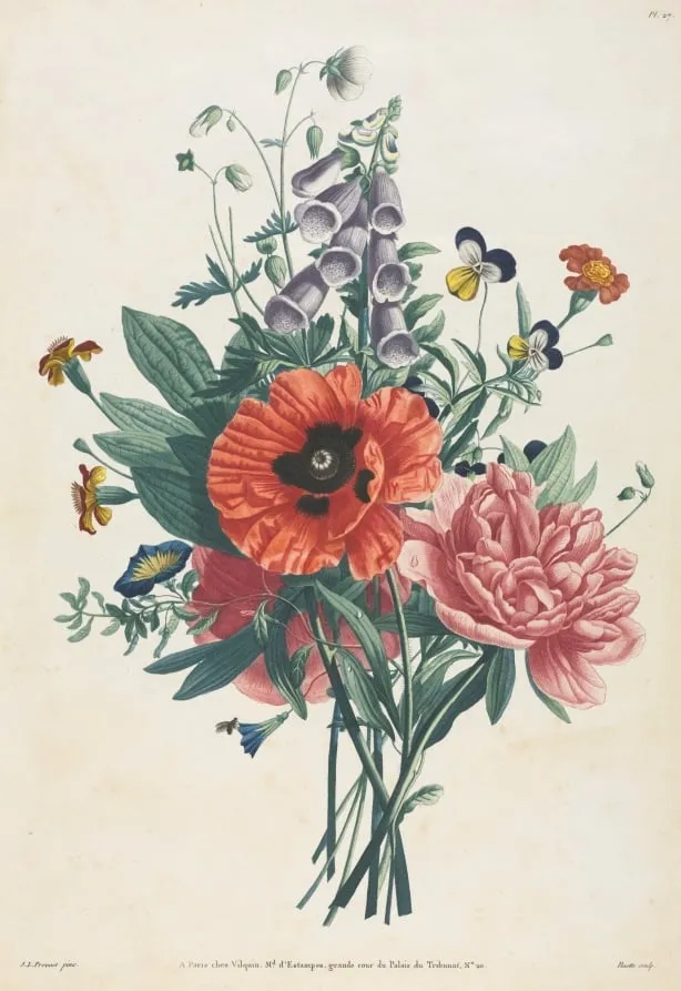 Collection of Flowers and Fruits Painted after Nature: Bouquet of Foxglove, Clematis, Pansy, Peony, Poppy, and Yellow Day Lily, by Louis Charles Ruotte, 1805