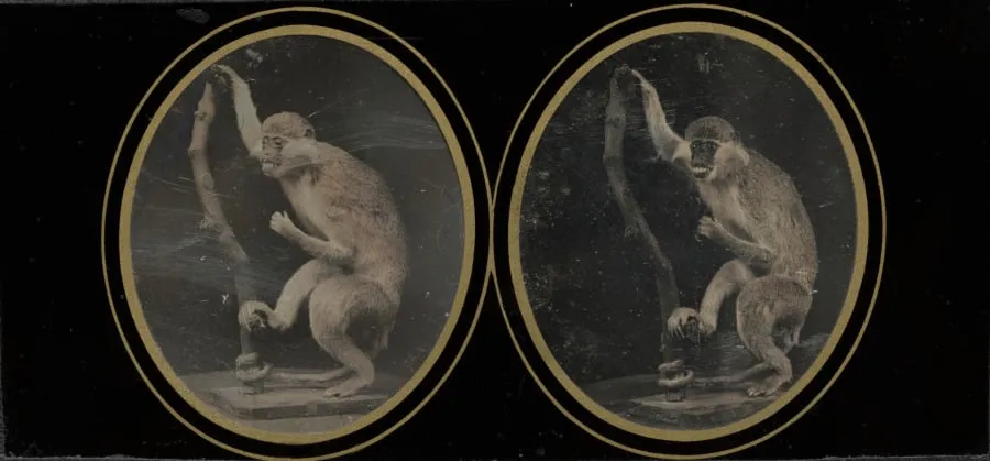 Monkey on Branch, by Louis Jules Duboscq-Soleil, 1855