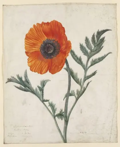Untitled, by Louisa Hay Kerr