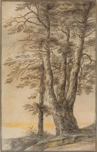 Study of Trees, by Lucas van Uden