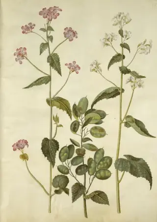 Lunaria annua (judaspenge)