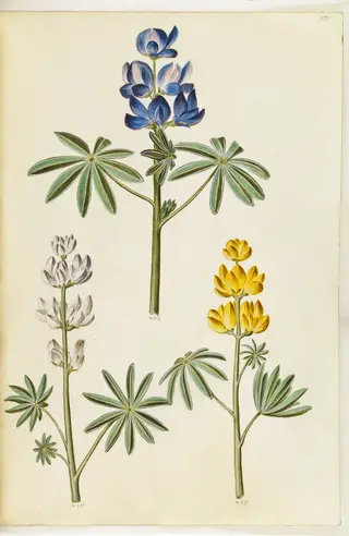 Lupinus pilosus (blå lupin); Lupinus albus (hvid lupin); Lupinus luteus (gul lupin)