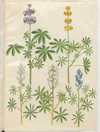Lupinus pilosus (blå lupin); Lupinus luteus (gul lupin); Lupinus angustifolius (smalbladet lupin); Lupinus albus (hvid lupin)