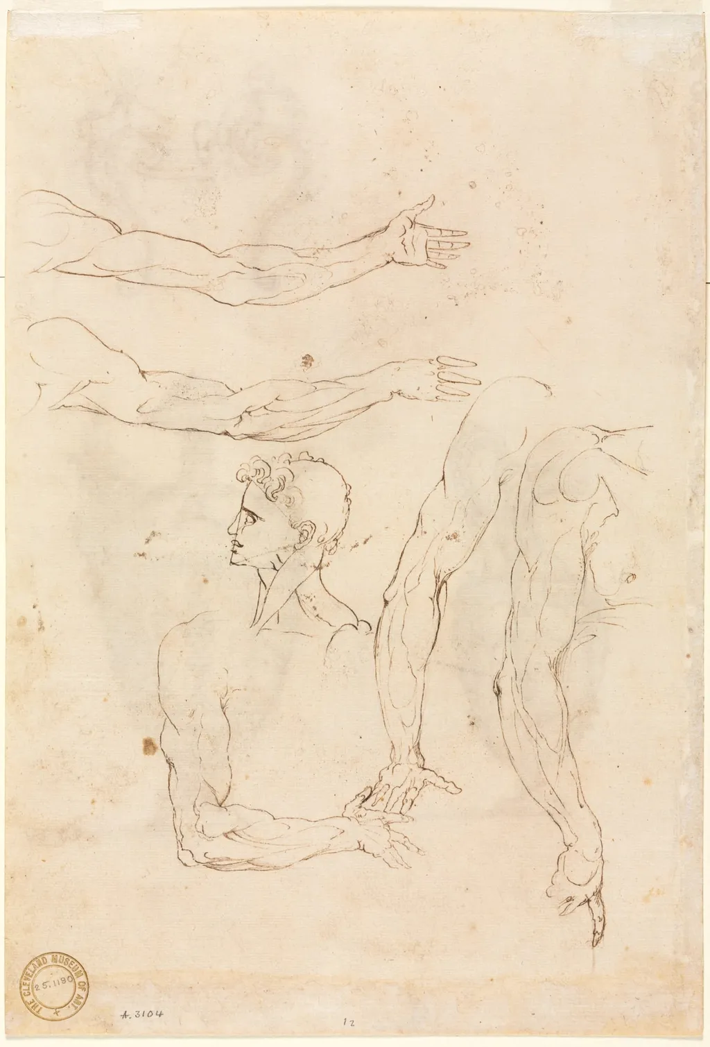 Sketches of Five Arms and a Head (verso), by Luzio Romano, 1504