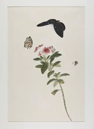Madagascar periwinkle (catharanthus roseus) and butterflies